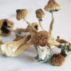 Buy Burmese Magic Mushrooms online