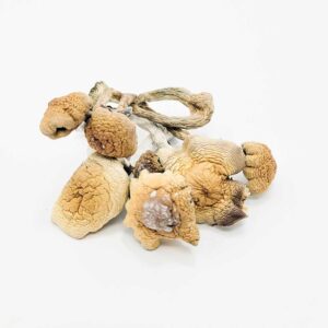 buy B+ Magic Mushroom online