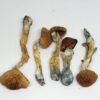 buy malabar magic mushrooms