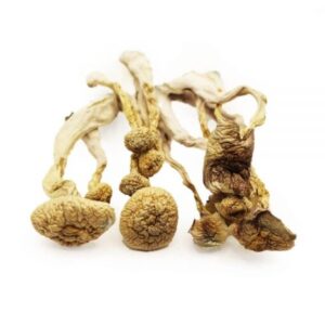Buy Albino A+ dried mushroom