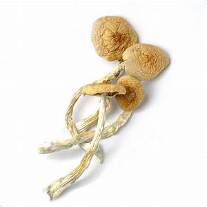 Buy Golden Teacher Mushroom